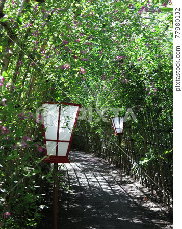 Hagi Tunnel at Mukojima Hyakkaen (Inside) Hagi Tunnel at Mukojima Hyakkaen (Inside) 77980132