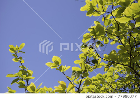Blue sky and leaves of Ilex macropoda Blue sky and leaves of Ilex macropoda 77980377