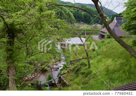 Rural landscape Fresh green spring, stream and paddy field, old folk house tin roof Rural landscape Fresh green spring, stream and paddy field, old folk house tin roof 77980481