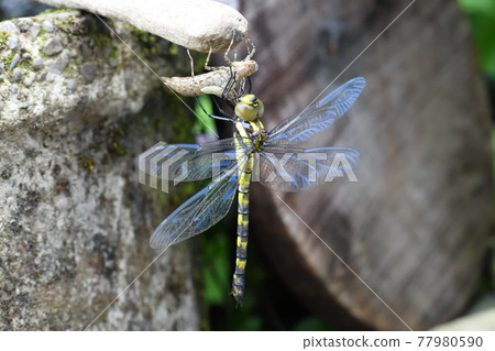 Emergence of Yabuyanma (Bush 蜻蜒) 77980590