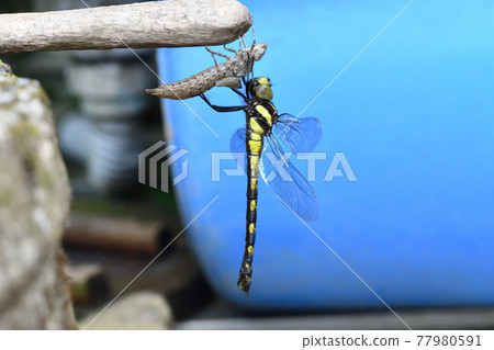 出現亞買安瑪(布什蜻蜓) 出現亞買安瑪(布什蜻蜓) 77980591