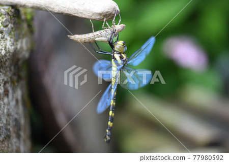 Emergence of Yabuyanma (Bush 蜻蜒) Emergence of Yabuyanma (Bush 蜻蜒) 77980592