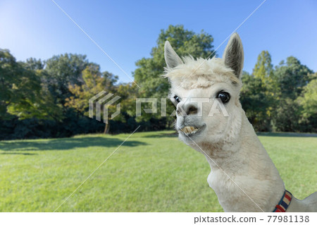 羊駝搞笑的表情 77981138