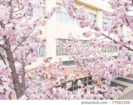 Sakura and elementary school (with video material for simultaneous aerial photography) 77981306