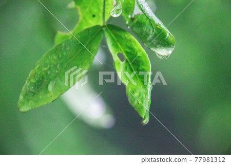 水滴落葉 77981312