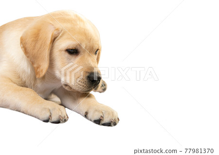 Brown Labrador retriever puppy dog isolated on white background Brown Labrador retriever puppy dog isolated on white background 77981370