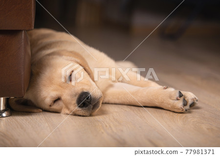 Close up view of cute golden labrador retriever dog sleeping on floor indoors on blurred background. Time to sleep, sweet dreams, goodnight Close up view of cute golden labrador retriever dog sleeping on floor indoors on blurred background. Time to sleep, sweet dreams, goodnight 77981371