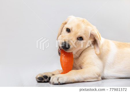 Cute little golden labrador retriever puppy lying on floor merrily biting orange plastic toy. Close up portrait isolated on white. Pet shop, curiosity Cute little golden labrador retriever puppy lying on floor merrily biting orange plastic toy. Close up portrait isolated on white. Pet shop, curiosity 77981372