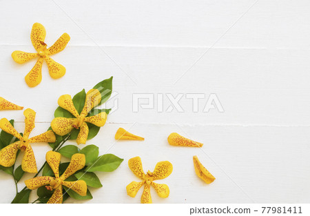 yellow flowers orchid local flora of asia arrangement flat lay postcard style  77981411