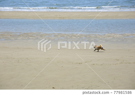 When you miss the sea!, Scenery with the sea 77981586