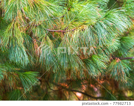 Cedar branches with long fluffy needles with a beautiful blurry background. 77982713