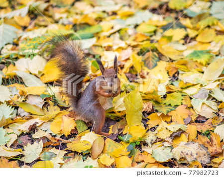 Autumn squirrel with nut on green grass with fallen yellow leaves Autumn squirrel with nut on green grass with fallen yellow leaves 77982723