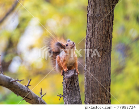 Squirrel in Autumn sits on a branch Squirrel in Autumn sits on a branch 77982724