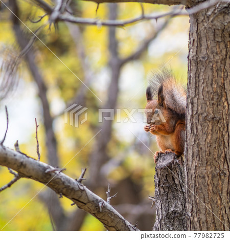 Squirrel with nut in Autumn sits on a branch Squirrel with nut in Autumn sits on a branch 77982725