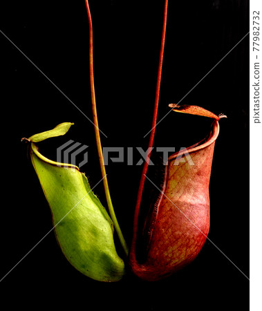 tropical pitcher plants 77982732