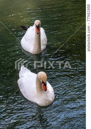 Two graceful white swans swim in the dark water. Two graceful white swans swim in the dark water. 77982800