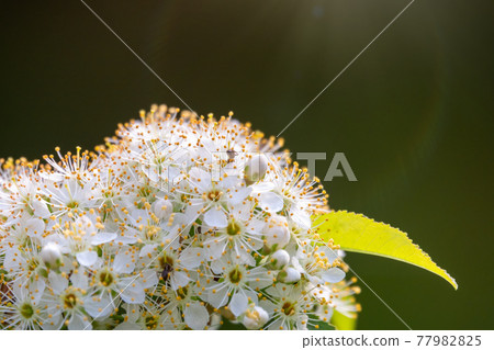 White cherry flowers. The branches of a blossoming Cherry tree with white flowers. White cherry flowers. The branches of a blossoming Cherry tree with white flowers. 77982825
