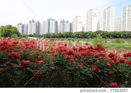 中寧溪, 玫瑰節, 溪流, 植物, 河流, 生態系統 77983057
