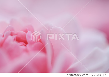 Soft focus, abstract floral background, pink rose flower. Macro flowers backdrop for holiday brand design 77983114