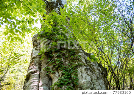 Giant beech tree pretending to be fresh green 77983160