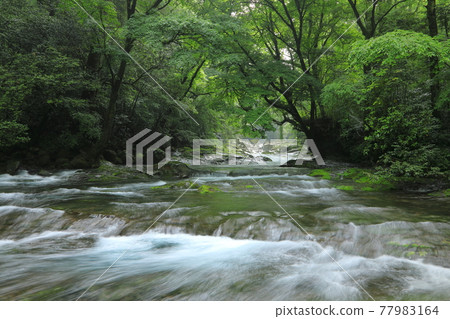 Kikuchi Valley of fresh green 77983164
