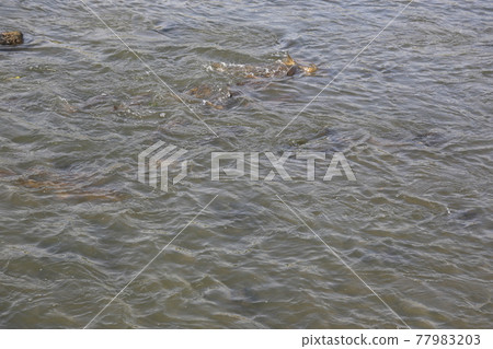 Heavy rain. Bike path. School of carp. Stream of water. 77983203