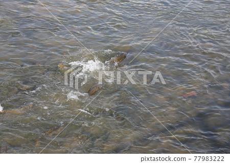 中娘溪、自行車道、鯉魚學校、水流 77983222
