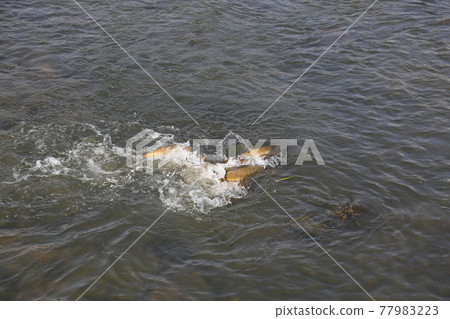 中娘溪、自行車道、鯉魚學校、水流 中娘溪、自行車道、鯉魚學校、水流 77983223