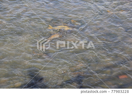 中娘溪、自行車道、鯉魚學校、水流 77983228