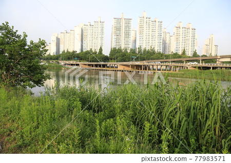 中浪川、生態系、道路、步道、石橋、玫瑰花 77983571