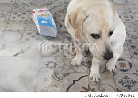 Dog with guilty expression sit near mess on kitchen floor 77983682