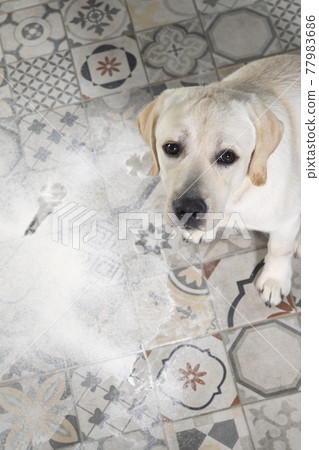 Naughty labrador puppy sitting in heap of flour scattered on floor Naughty labrador puppy sitting in heap of flour scattered on floor 77983686