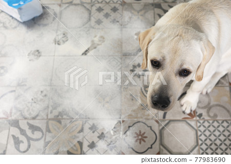 Dog with guilty expression sit near mess on floor. Dog with guilty expression sit near mess on floor. 77983690