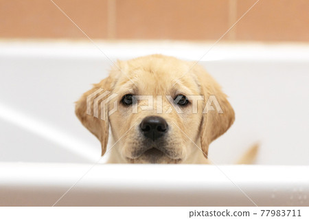 Cute puppy posing in bathtub, waiting to get washed. Bathing home pets concept: labrador retriever dog in bathroom Cute puppy posing in bathtub, waiting to get washed. Bathing home pets concept: labrador retriever dog in bathroom 77983711
