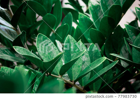 Leaves and water droplets on the leaves 77983730