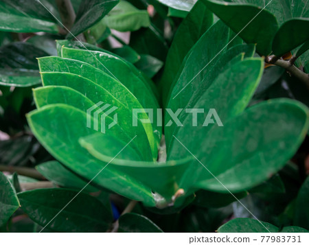 Leaves and water droplets on the leaves Leaves and water droplets on the leaves 77983731