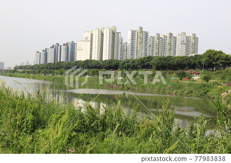 Heavyweight. Carp. Roses. Plants. In the garden. Road. 77983838