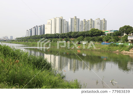 厚重的布料，鯉魚群，玫瑰，植物，花園，道路。 77983839
