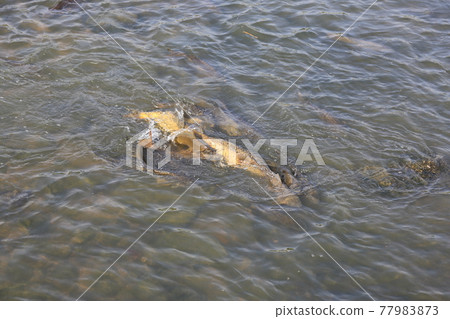 Heavyweight. Carp. Roses. Plants. In the garden. Road. Heavyweight. Carp. Roses. Plants. In the garden. Road. 77983873