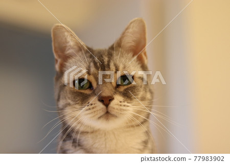 American Shorthair Blue Tabby, a cat with a gentle expression looking into the distance American Shorthair Blue Tabby, a cat with a gentle expression looking into the distance 77983902