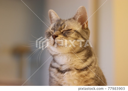 Cat American Shorthair Blue Tabby with closed eyes and sniffing atmosphere Cat American Shorthair Blue Tabby with closed eyes and sniffing atmosphere 77983903
