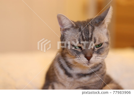 Cat American Shorthair Blue Tabby Cat American Shorthair Blue Tabby 77983906