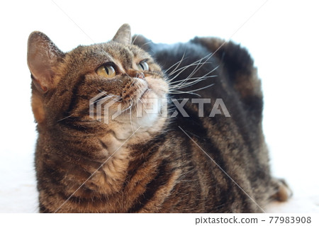 Cat American Shorthair Brown Tabby looking up Cat American Shorthair Brown Tabby looking up 77983908