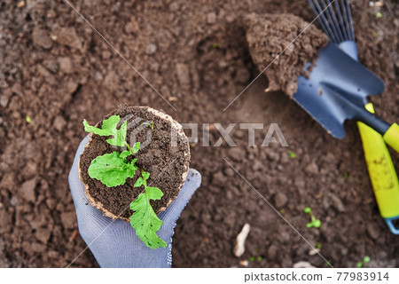 Gardener hands picking and planting vegetable plant in the garden 77983914