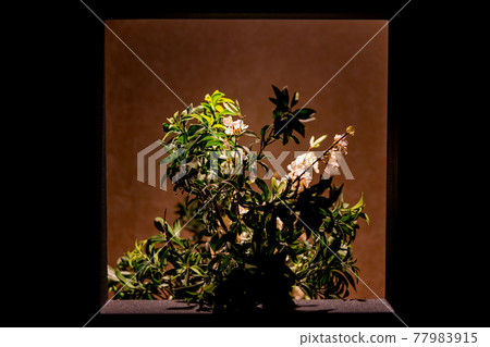 牆上的花 牆上的花 77983915