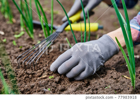 Gardener hands weeding onion in garden Gardener hands weeding onion in garden 77983918