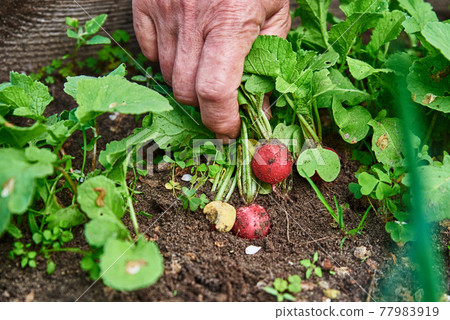 Fresh organic radish harvest in woman hands Fresh organic radish harvest in woman hands 77983919