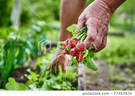 Fresh organic radish harvest in woman hands 77983920