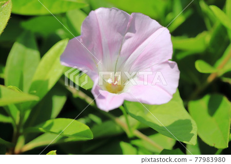 粉紅色空心菜花 77983980
