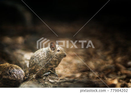 litlle degu on wood 77984202